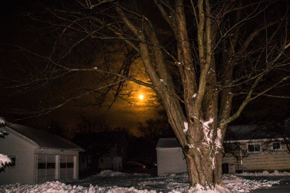Night shot with flash to illuminate the tree